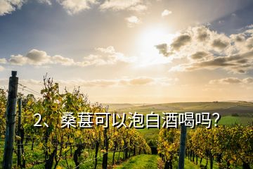 2、桑葚可以泡白酒喝嗎？