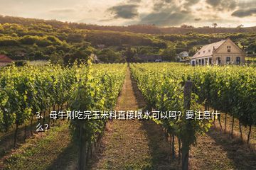 3、母牛剛吃完玉米料直接喂水可以嗎？要注意什么？