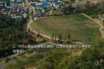 1、為什么要給母豬喝白酒呢？白酒對母豬有什么神奇的效果呢？