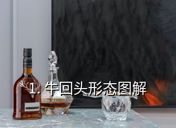 1. ?；仡^形態(tài)圖解