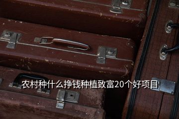 農(nóng)村種什么掙錢種植致富20個好項目
