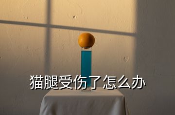 貓腿受傷了怎么辦