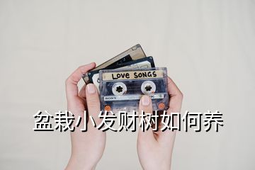 盆栽小發(fā)財樹如何養(yǎng)