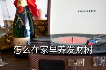 怎么在家里養(yǎng)發(fā)財(cái)樹(shù)