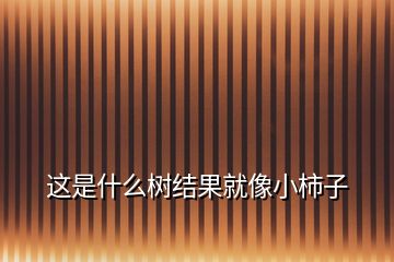 這是什么樹結果就像小柿子