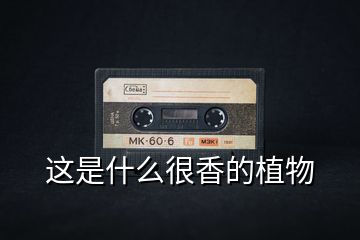 這是什么很香的植物