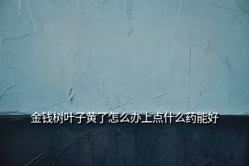 金錢樹葉子黃了怎么辦上點什么藥能好
