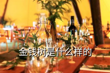 金錢(qián)樹(shù)是什么樣的