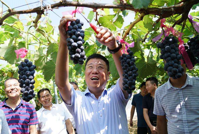 紅酒葡萄采摘月份是什么時(shí)候？什么樣的葡萄可以采摘？