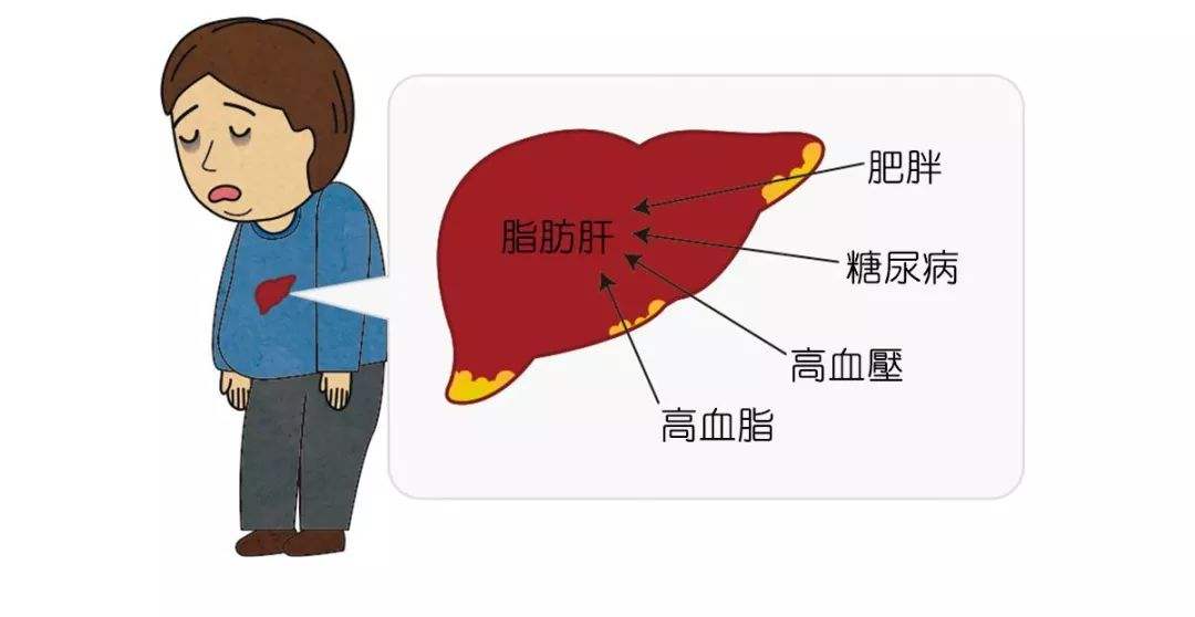 喝紅酒傷肝嗎？葡萄酒不會(huì)傷肝。