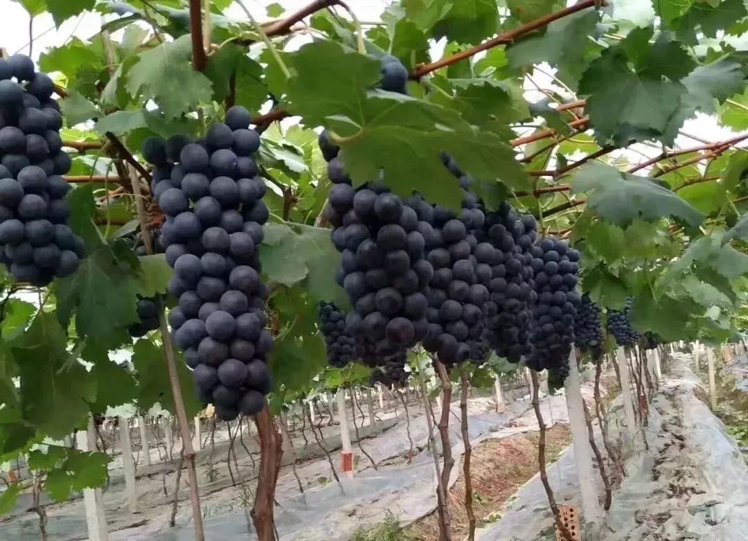 夏黑葡萄可以釀酒嗎？夏黑葡萄怎么自釀酒？