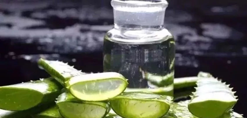 蘆薈泡酒治皮膚病嗎？蘆薈泡酒的功效與作用