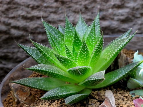 蘆薈泡酒可以喝嗎？蘆薈泡酒治什么病？