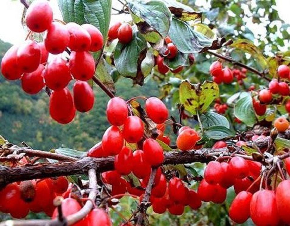 山茱萸可以泡酒嗎？山茱萸怎么泡酒