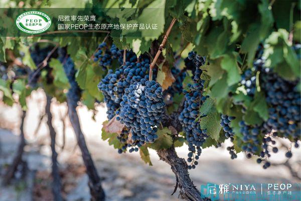 “首屆中國葡萄酒云論壇”，中信國安葡萄酒業(yè)股份有限公司“云”發(fā)布新品