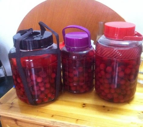 楊梅可以用塑料瓶泡酒嗎？可以放蜂蜜嗎？