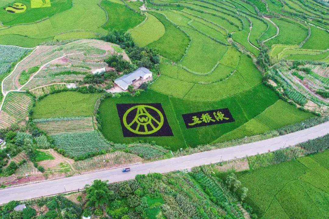 名酒紛紛亮“糧心”，品質(zhì)競(jìng)爭(zhēng)從臺(tái)前拼到幕后
