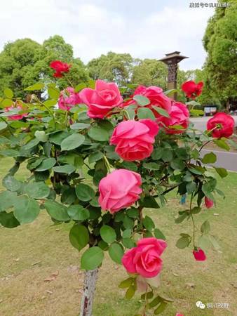 陶醉3年價(jià)格(陶醉六年價(jià)格)