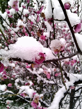 韓國(guó)雪中梅多少錢(qián)(韓國(guó)雪中梅酒多少錢(qián))